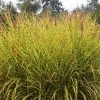 Gold Breeze Miscanthus Grass -Garden Care Sale miscanthus goldbreeze sbn 01 cropped
