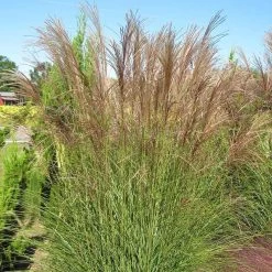 Gracillimus Miscanthus Grass 12 Gracillimus Miscanthus Grass -Garden Care Sale miscanthus gracillimus hni 03 cropped
