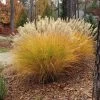 Gracillimus Miscanthus Grass -Garden Care Sale miscanthus gracillimus hni cropped