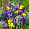 Dwarf Specie Iris Mix (Mini Iris) -Garden Care Sale mixed specie iris visi09644