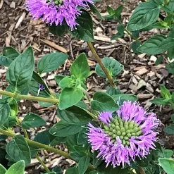 Russian River Coyote Mint (Monardella) -Garden Care Sale mmonardella villosa russian river david cropped