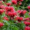 Fireball Bee Balm 1 Fireball Bee Balm -Garden Care Sale monarda didyma cropped
