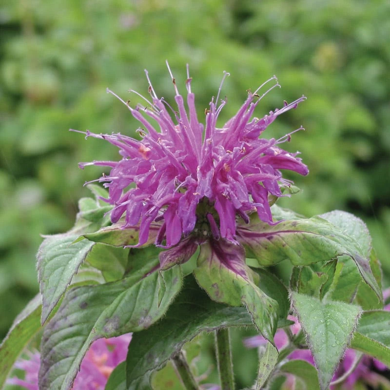 Blue Stocking Bee Balm 3 Blue Stocking Bee Balm