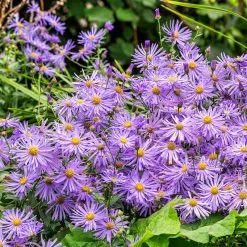 Monch Frikart's Aster -Garden Care Sale monch frikart s aster garden purple flowers