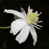Mongolian Snowflakes (Clematis) -Garden Care Sale mongolian snowflakes clematis white 1