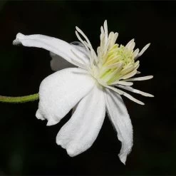 Mongolian Snowflakes (Clematis)