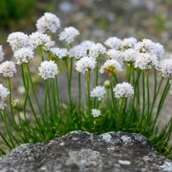 Morning Star White Armeria -Garden Care Sale morning star white sea thrift flowers garden blooming