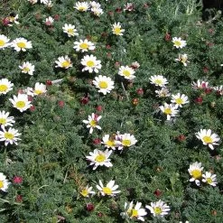 Spring Carpet Mount Atlas Daisy (Anacyclus) -Garden Care Sale mount atlas daisy flowers garden blooming