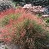 Undaunted® Ruby Muhly Grass -Garden Care Sale muhlenbergia reverchoniii hillside spruce lso color corrected plant select cropped 3