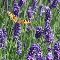 Munstead Violet English Lavender -Garden Care Sale munstead violet english lavender meadow pollinator