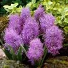 Cotton Candy Grape Hyacinth -Garden Care Sale muscari comosum plumosum cotton cany grape hyacinth 1 cropped