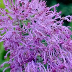 Garden Care Sale -Garden Care Sale muscari comosum plumosum cotton cany grape hyacinth close up cropped