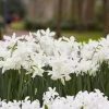 Thalia Daffodil -Garden Care Sale narcissus thalia with hyacinth
