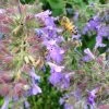 Select Blue Nepeta -Garden Care Sale nepeta faassenii select blue customer photo cropped 19