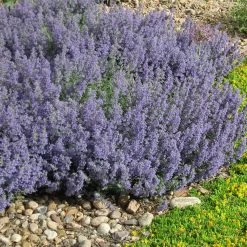 Select Blue Nepeta -Garden Care Sale nepeta faassenii select blue delosperma nubiginum