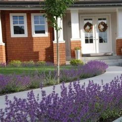 Little Trudy® Nepeta -Garden Care Sale nepeta little trudy catmint must credit plant select 1