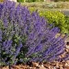 Walker's Deep Blue Nepeta -Garden Care Sale nepeta walkers dark blue 4 cc cropped 1