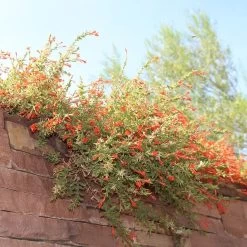 Orange Carpet® Creeping Hummingbird Trumpet (Zauschneria) -Garden Care Sale orange carpet creeping hummingbird trumpet zauschneria hanging garden flowers