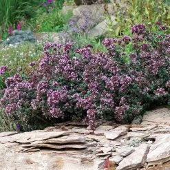 Rotkugel Ornamental Oregano 13 Rotkugel Ornamental Oregano -Garden Care Sale origanum rotkugel 1 cropped web