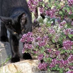 Rotkugel Ornamental Oregano 9 Rotkugel Ornamental Oregano -Garden Care Sale origanum rotkugel 4 cropped web