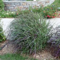 Ruby Ribbons® Prairie Switchgrass 11 Ruby Ribbons® Prairie Switchgrass -Garden Care Sale panicum virgatum ruby ribbons switchgrass 6 1