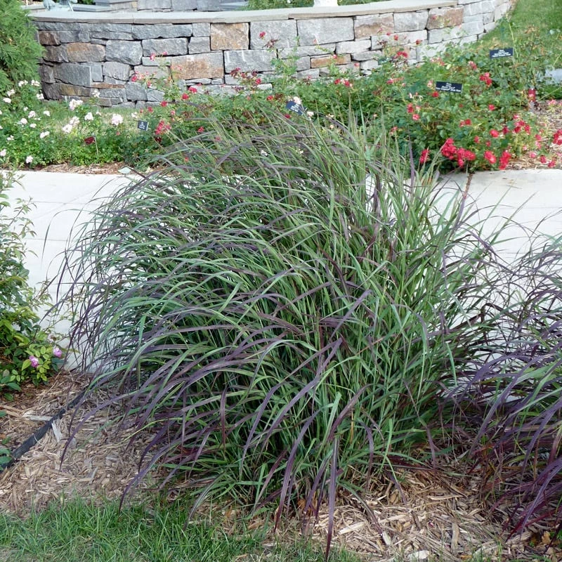 Ruby Ribbons® Prairie Switchgrass 7 Ruby Ribbons® Prairie Switchgrass - Image 5