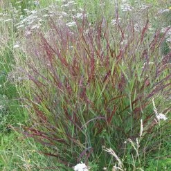Shenandoah Switch Grass -Garden Care Sale panicum shenandoah hni 01 cropped