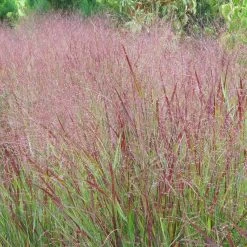 Shenandoah Switch Grass -Garden Care Sale panicum shenandoah hni 1 cropped