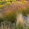 Ruby Ribbons® Prairie Switchgrass 2 Ruby Ribbons® Prairie Switchgrass -Garden Care Sale panicum virgatum ruby ribbons
