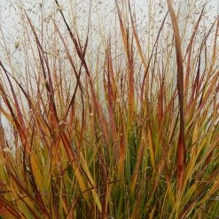 Ruby Ribbons® Prairie Switchgrass 8 Ruby Ribbons® Prairie Switchgrass -Garden Care Sale panicum virgatum ruby ribbons 1 1