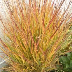 Ruby Ribbons® Prairie Switchgrass 9 Ruby Ribbons® Prairie Switchgrass -Garden Care Sale panicum virgatum ruby ribbons 2 1
