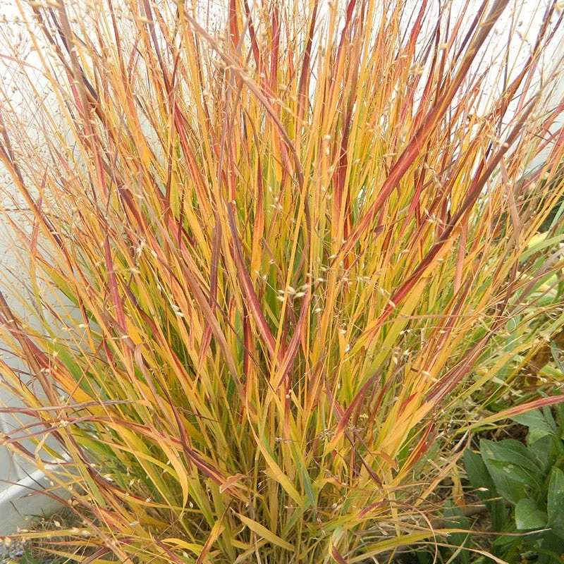 Ruby Ribbons® Prairie Switchgrass 5 Ruby Ribbons® Prairie Switchgrass - Image 3