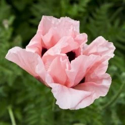 Coral Reef Oriental Poppy -Garden Care Sale papaver orientale coral reef
