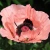 Princess Louise Oriental Poppy -Garden Care Sale papaver orientale princess louise oriental poppy