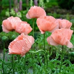 Princess Louise Oriental Poppy -Garden Care Sale papaver orientale princess louise oriental poppy 2