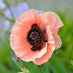 Princess Louise Oriental Poppy -Garden Care Sale papaver orientale princess louise oriental poppy 3.jpg.crdownload