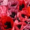 Fruit Punch Oriental Poppy -Garden Care Sale papaver fruit punch oriental poppy 1
