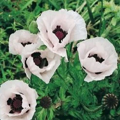 Royal Wedding Oriental Poppy -Garden Care Sale papaver orientale royal wedding 1