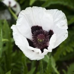 Royal Wedding Oriental Poppy -Garden Care Sale papaver royal wedding walters gardens cropped