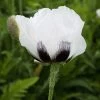 Royal Wedding Oriental Poppy -Garden Care Sale papaver royal wedding walters gardens cropped 2
