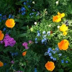 Partial Shade Wildflower Seed Mix -Garden Care Sale partial shade wildflower mix 1