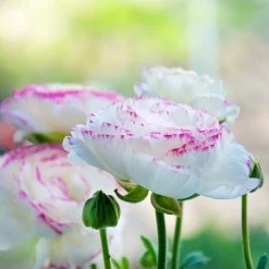 Garden Care Sale -Garden Care Sale pastel ranunculus mix pastel persian buttercup mix garden profile