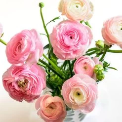Garden Care Sale 18 Pastel Ranunculus Mix
