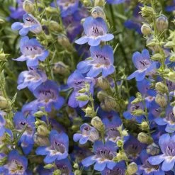 Blue Lips Penstemon 11 Blue Lips Penstemon -Garden Care Sale penstemon blue lips beardtongue