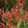 Compact Pineleaf Penstemon -Garden Care Sale penstemon compactum close up