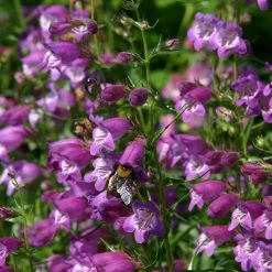Pike's Peak Purple® Penstemon 11 Pike's Peak Purple® Penstemon -Garden Care Sale penstemon mexicali pikes peak flowers pollinator