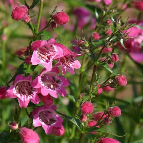 Red Rocks® Penstemon 3 Red Rocks® Penstemon