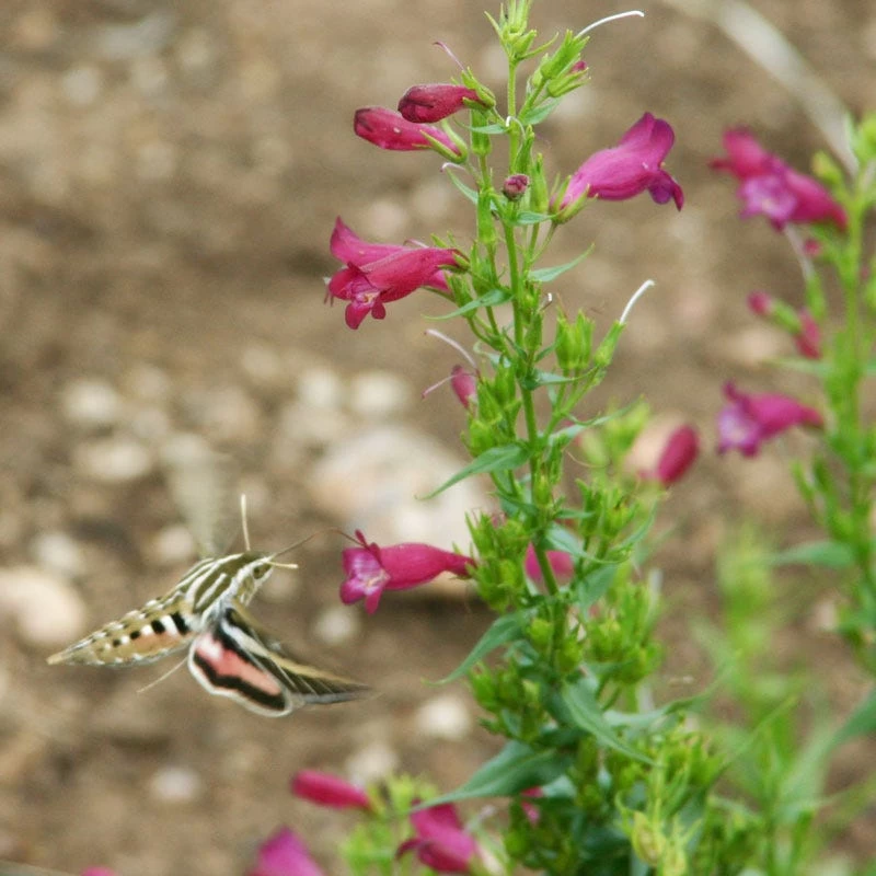 Red Rocks® Penstemon 4 Red Rocks® Penstemon - Image 2