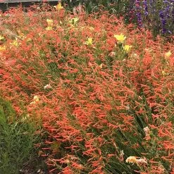 Luminous Pineleaf Penstemon -Garden Care Sale penstemon pinifolius luminous