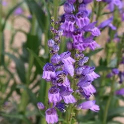 Rocky Mountain Penstemon -Garden Care Sale penstemon strictus 2